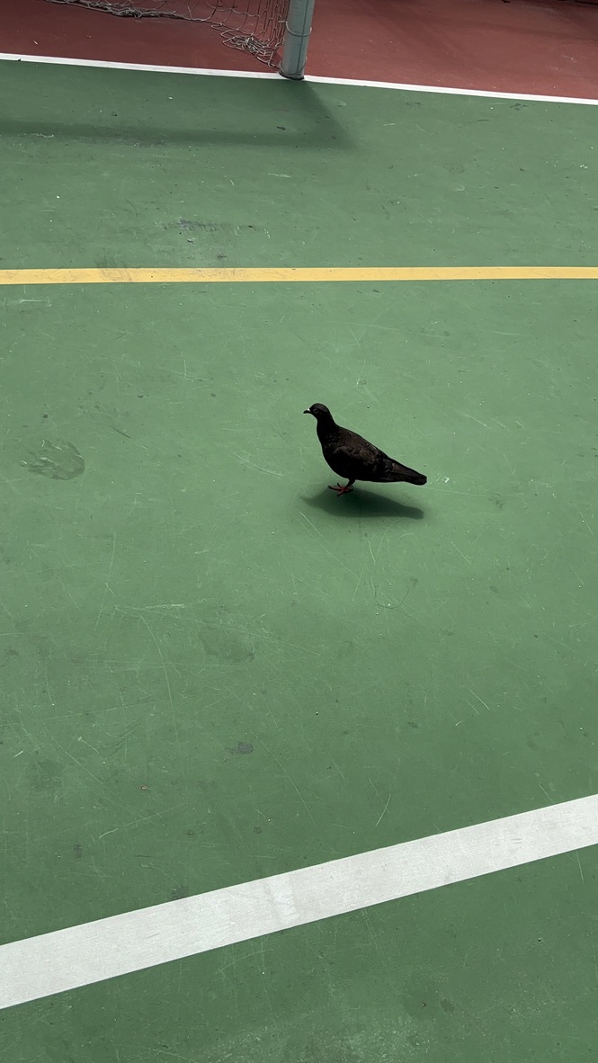 3DD5E1A3-9672-4BB0-91B2-FCEEB23E137C_1_105_c boring pigeons 来自圆寂高一八班,资金贡献者之一,现任涵芬文学社剪辑一职